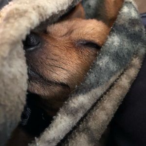 Meet your Posher, Davina